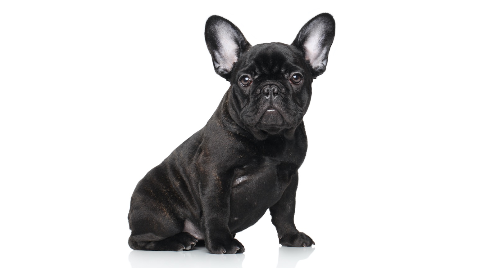 French Bulldog Puppy Doing Dog training in a sit stay