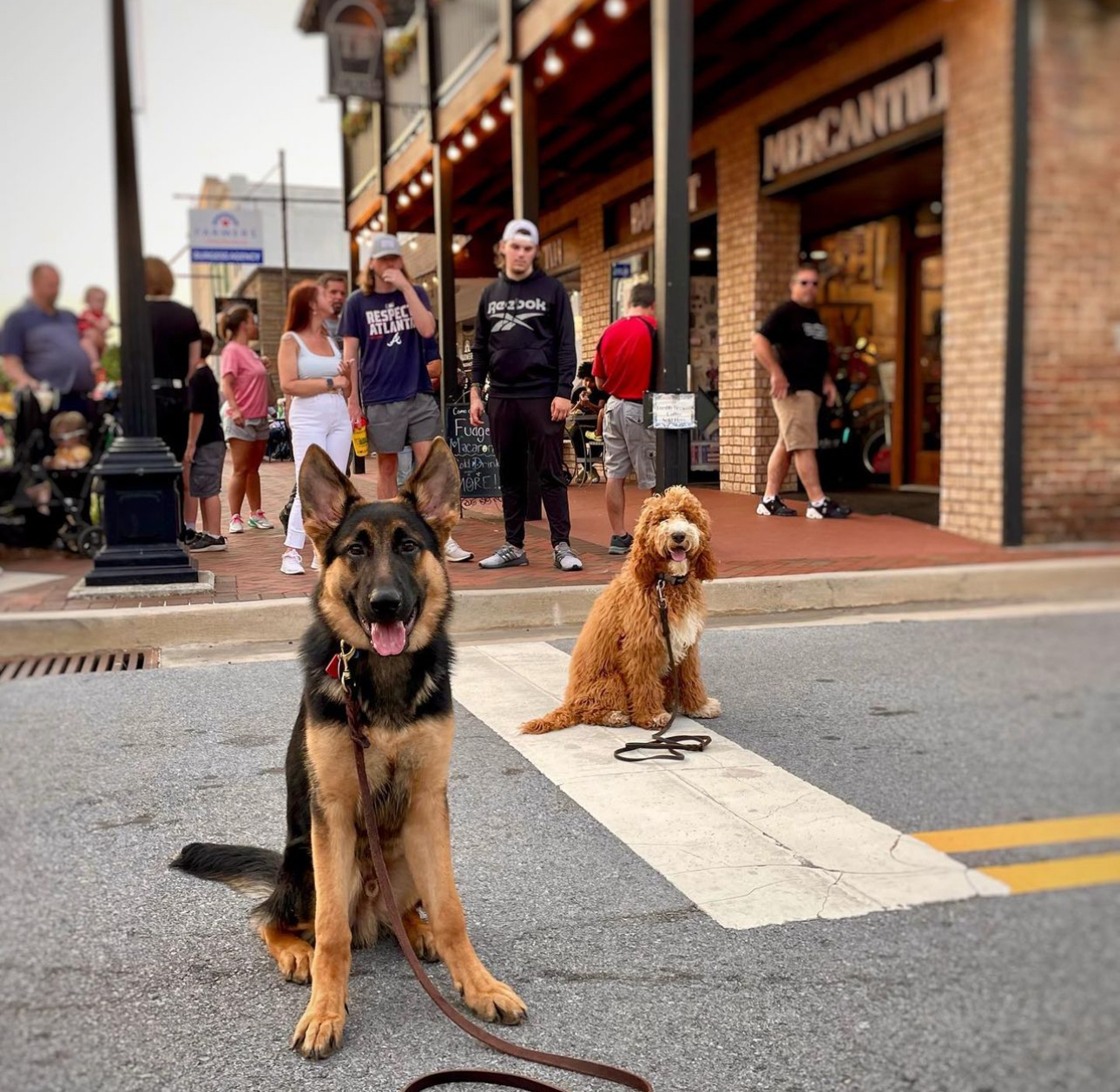 german shepherd and goldendoodle downtown atlanta in a sit stay