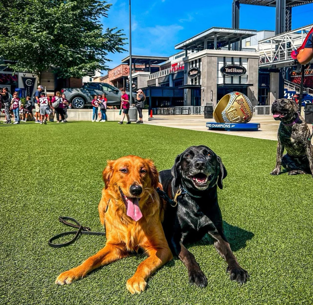 golden retriever and labrador in a down stay at the battery in atlanta