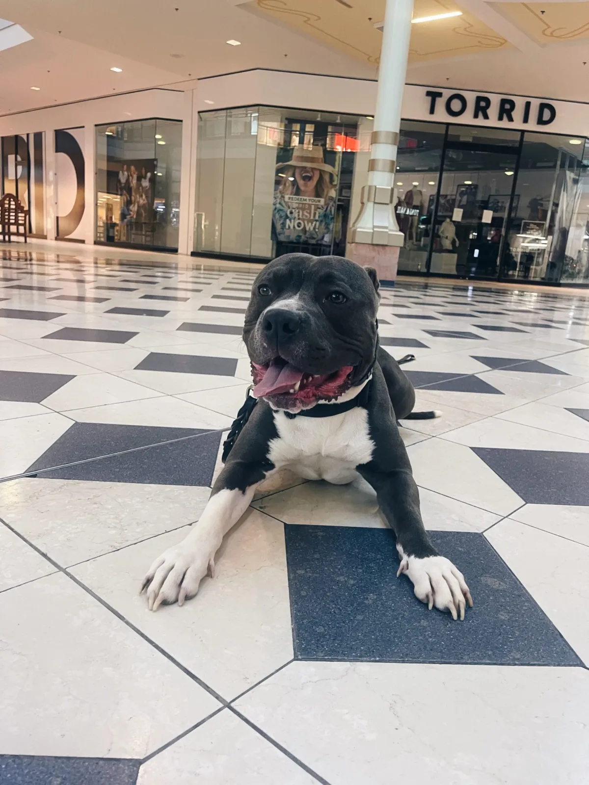 Columbus Dog Trainers