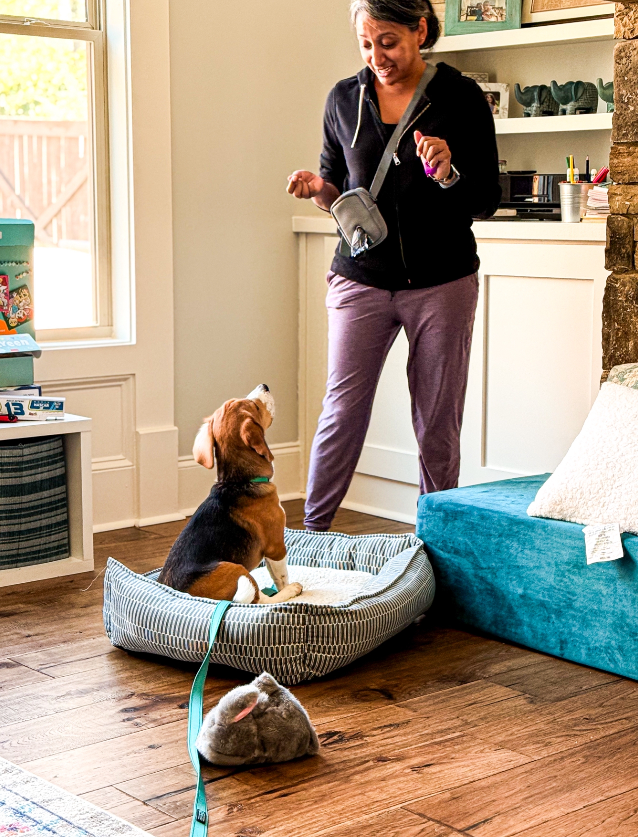 board and train dog learning obedience