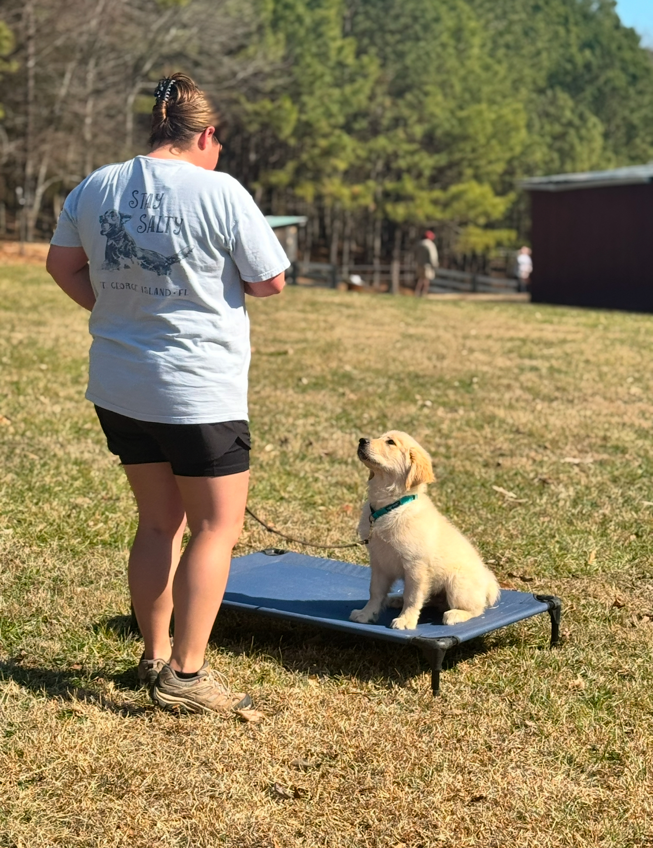 golden retriever on a place cot focusing on his trainer during his board and train