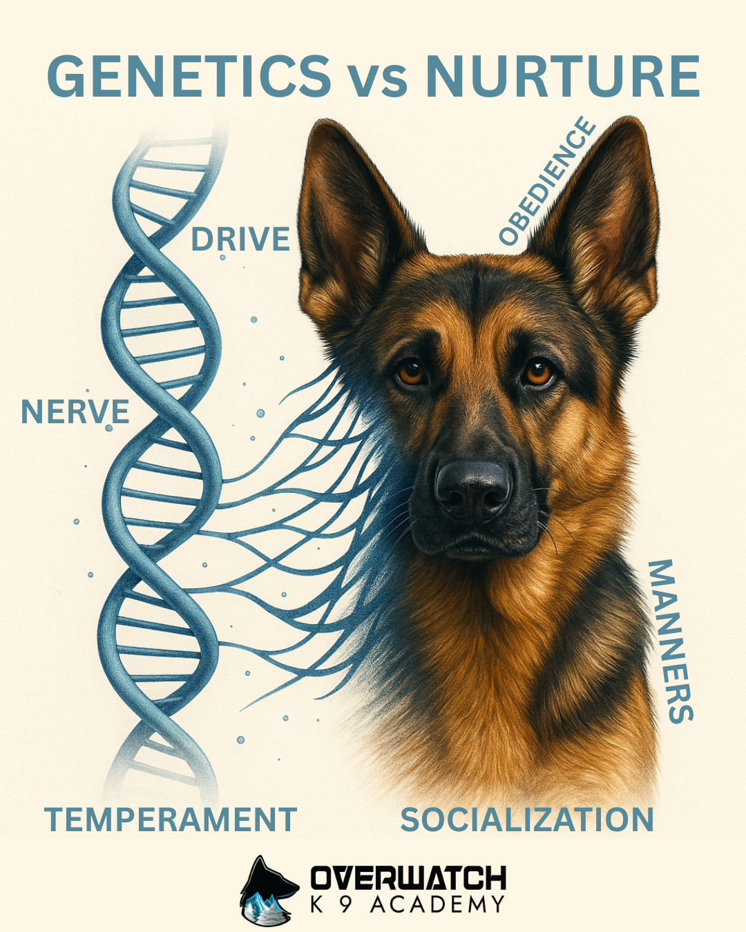 Genetics matter more than training when picking your next dog