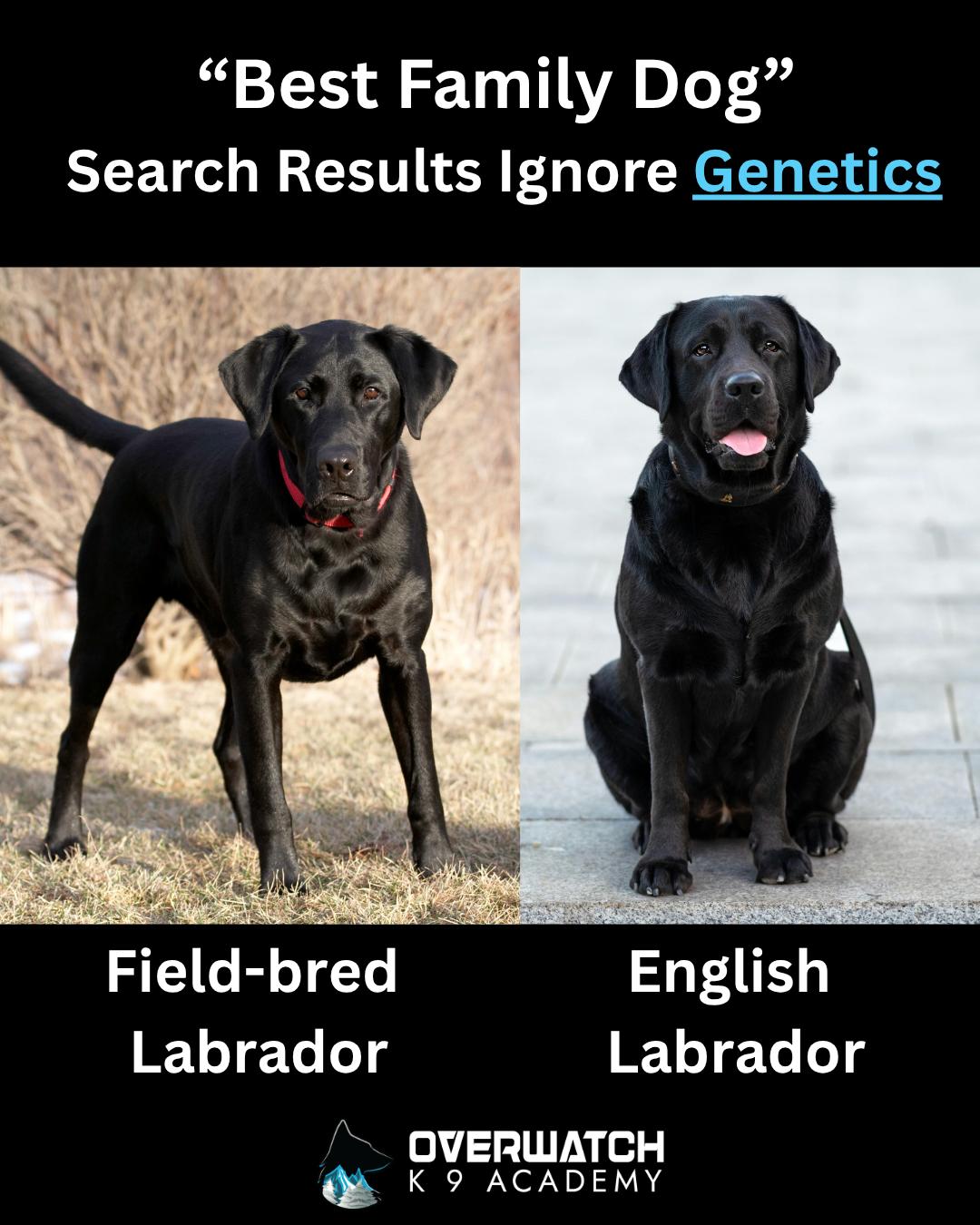 The best family dog breed