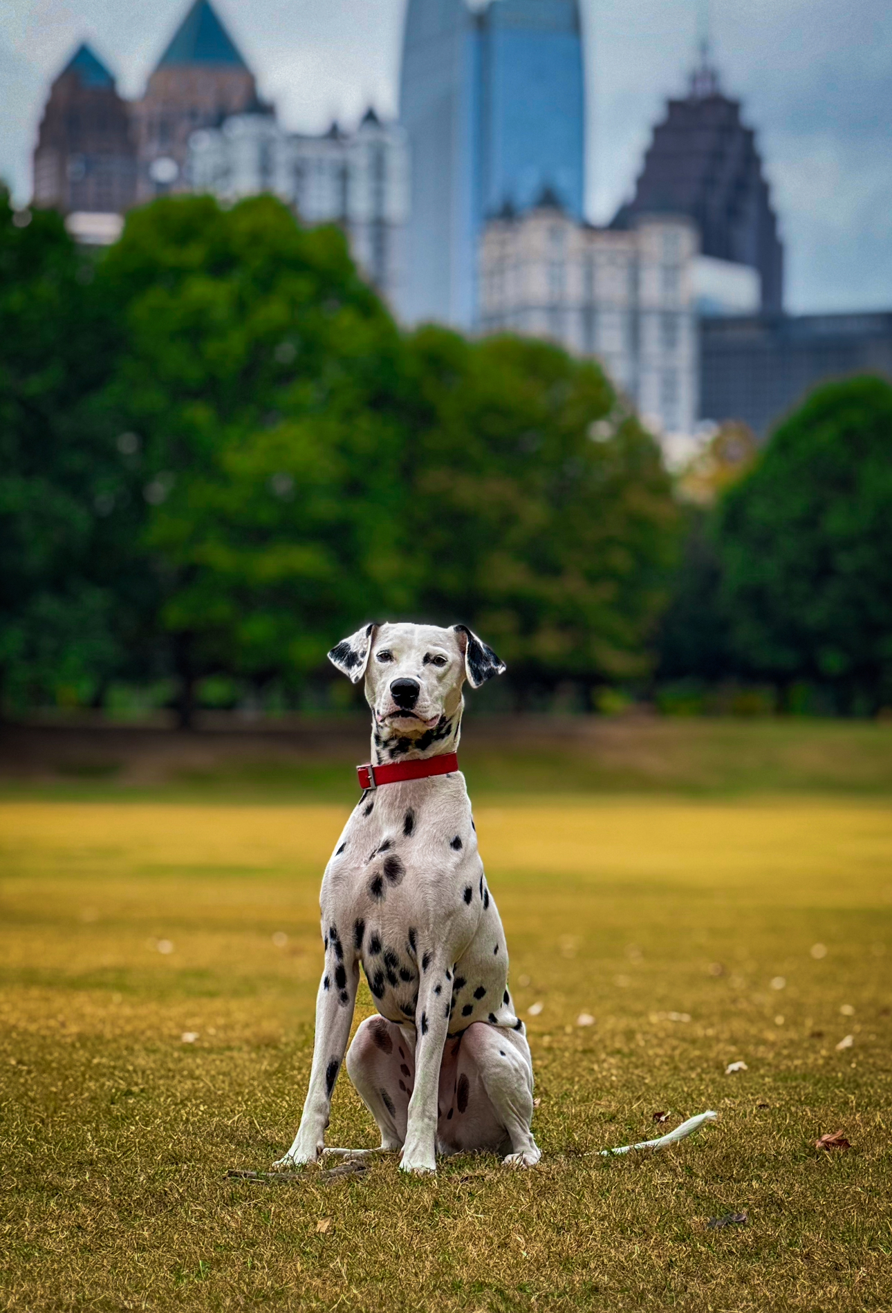 atlanta-board-and-train | OverWatch K9 Academy